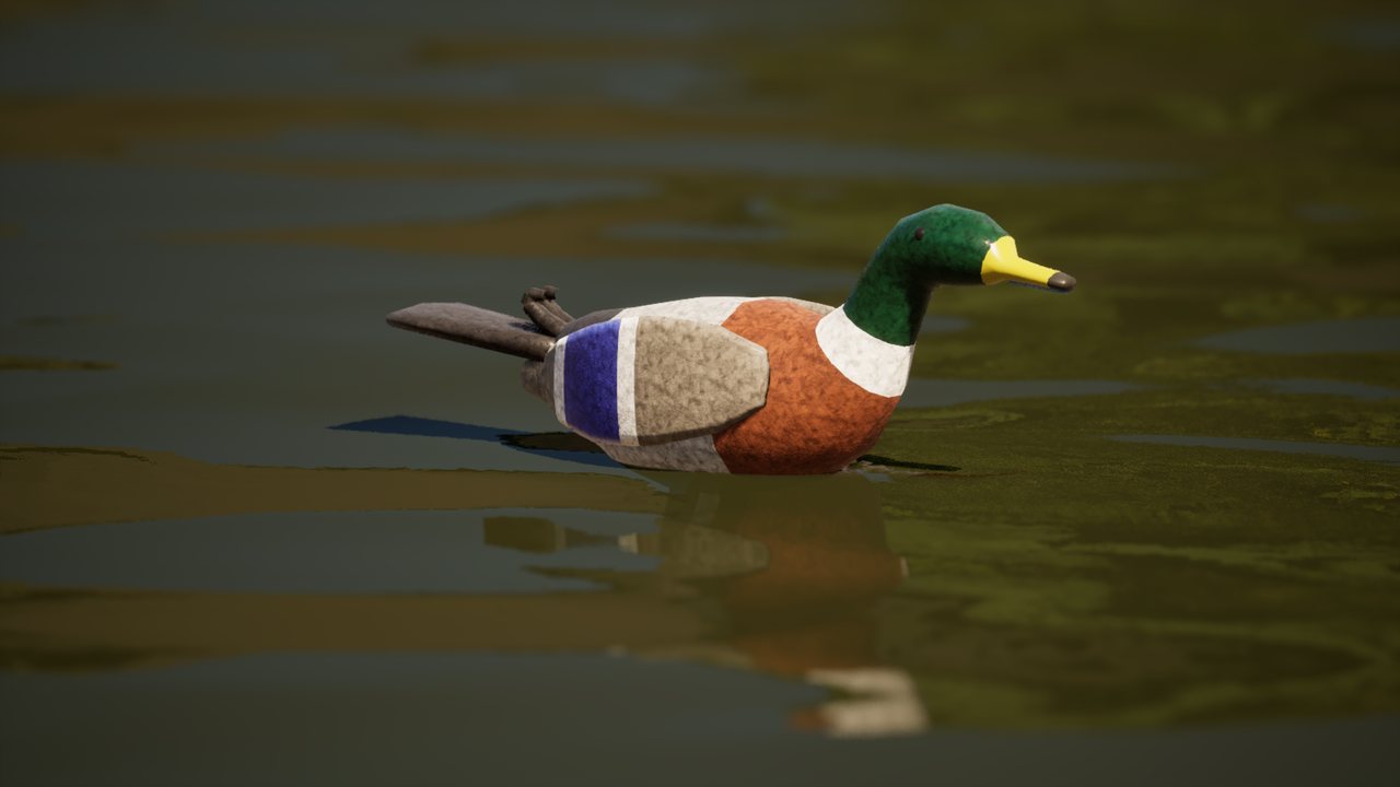A mallard drake with a green head, white collar, chestnut breast and blue wing patch swimming on the river.