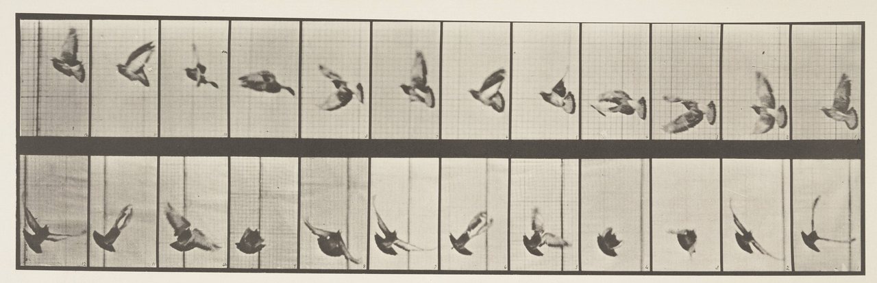 A Victorian photographic plate: two rows of twelve small sepia photographs of a pigeon in flight against a gridded background, each catching the wings at a different point in the beat.