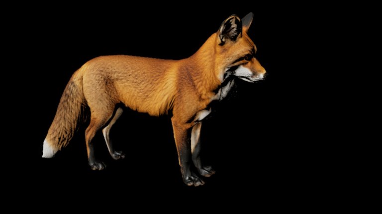 A red fox standing side-on against a plain black background, head turned slightly towards the viewer. Russet coat, white throat and chin, black ears, black lower legs and a white-tipped bushy tail.