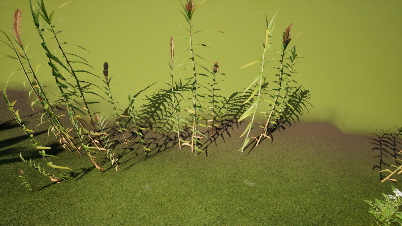 Reeds on a grassy riverbank casting shadows into shallow water that is an opaque lime green, with the bank's brown edge showing only in a thin strip.