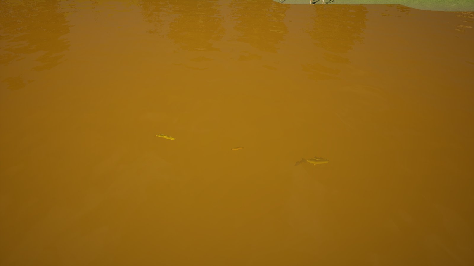 Looking down into flat amber river water, with three small fish shapes faintly visible just under the surface.