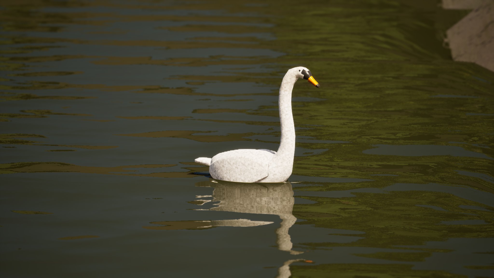 A white swan swimming on dark river water, its reflection below it, sitting at a natural depth with the body half in the water.