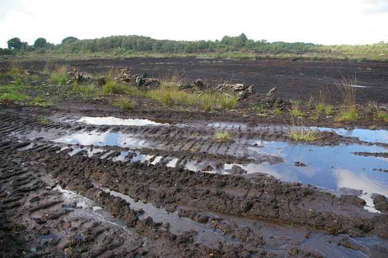 Flat cut-over peat bog with dark wet trenches and puddles, scrubby trees on the horizon.
