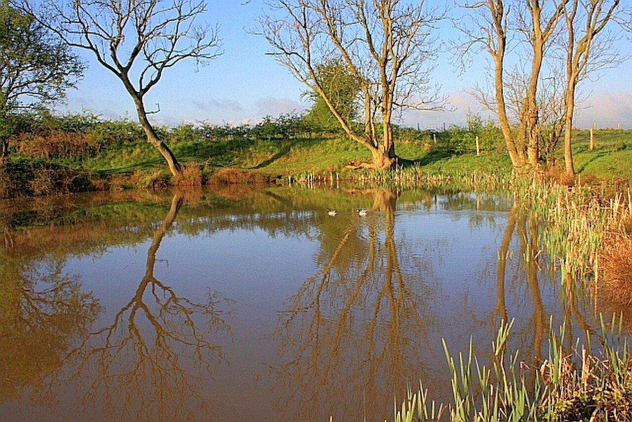 A still green pool in a hollow, overhung by trees and fringed with long grass.