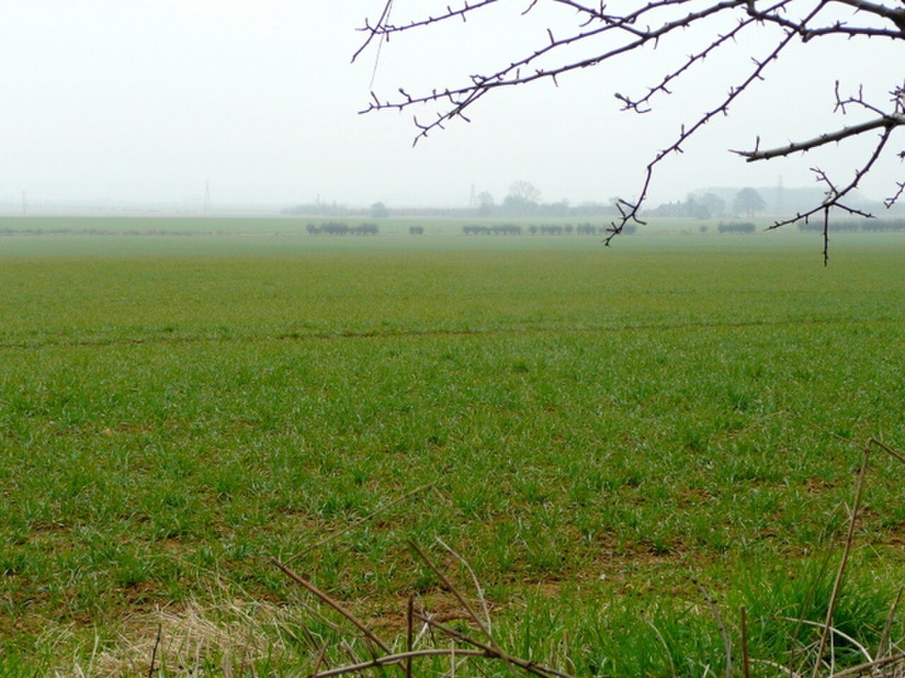 Flat green fields under a thick white mist, bare thorn branches across the top of the frame.