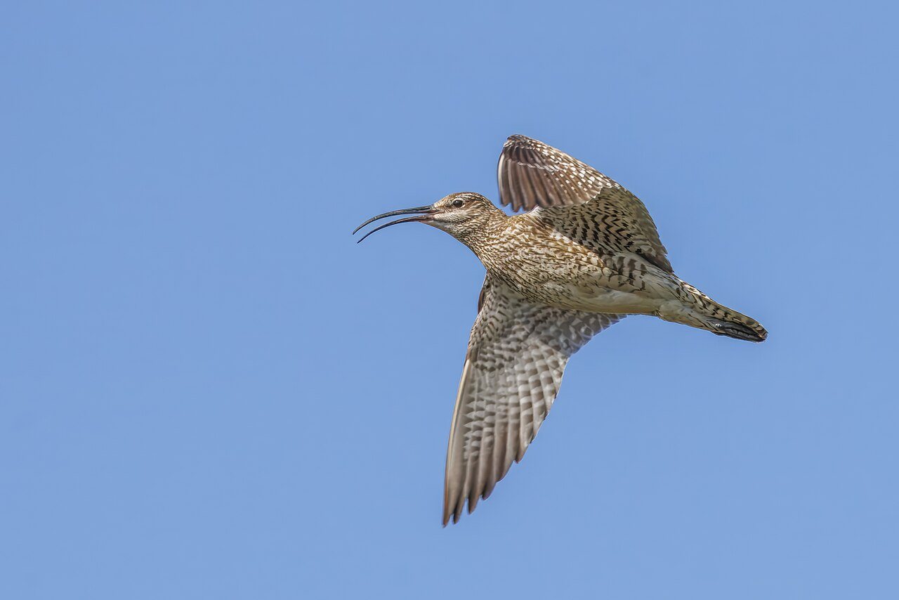 A brown wading bird with a long down-curved bill flying over moorland.
